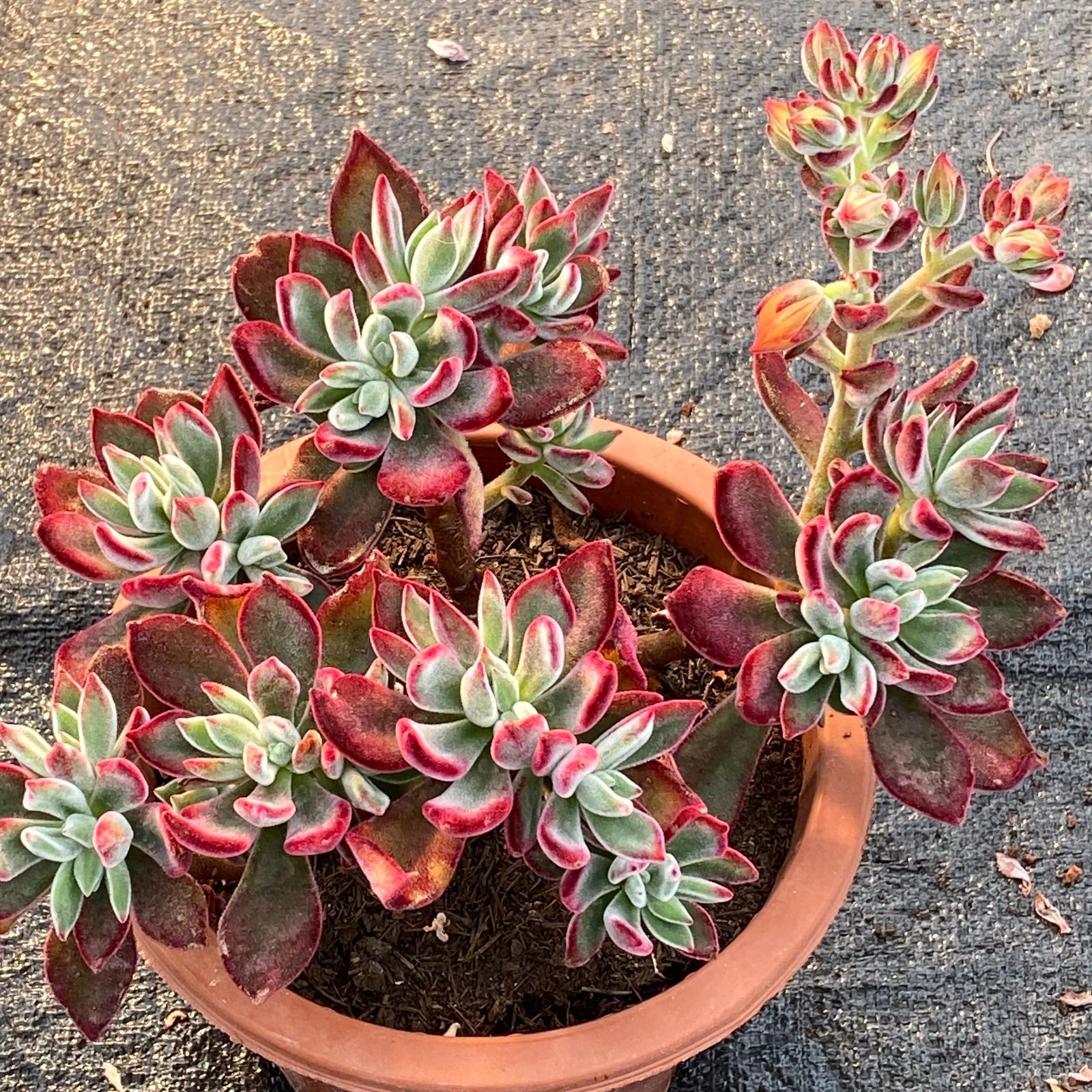 ご確認用　多肉ハムシー ご確認用 多肉ハムシー ハムシー 雑な私の育て方【多肉植物】│はちクラブ