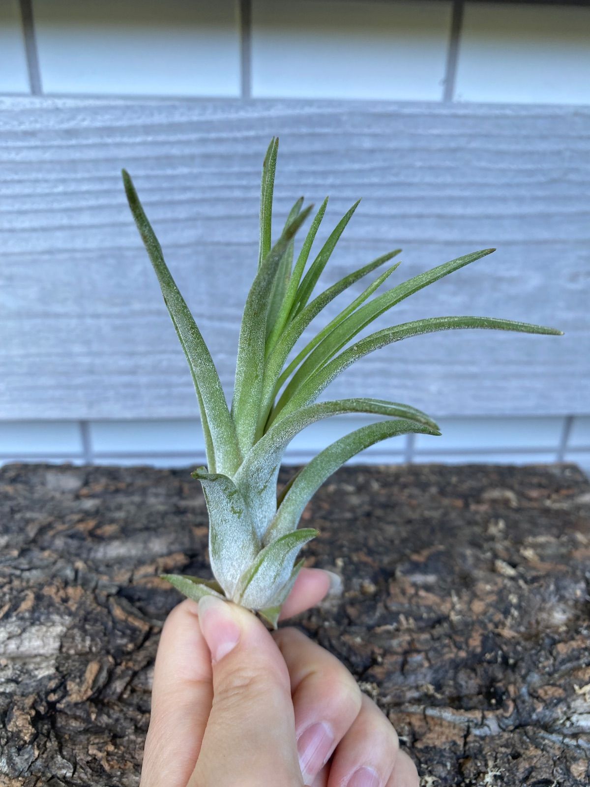 Tillandsia novakii x ionantha Green