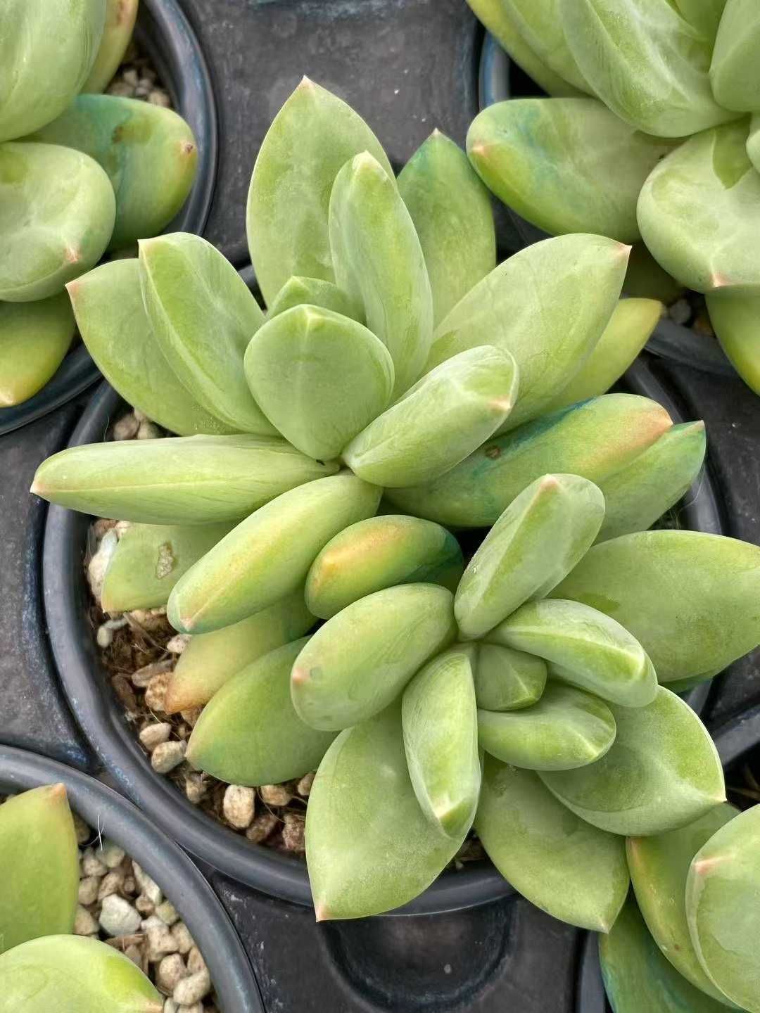 多肉植物❤️専用ページです。お買い上げにならないようお願い致します 2eda1cba2cce7cb8fe963f642f8392