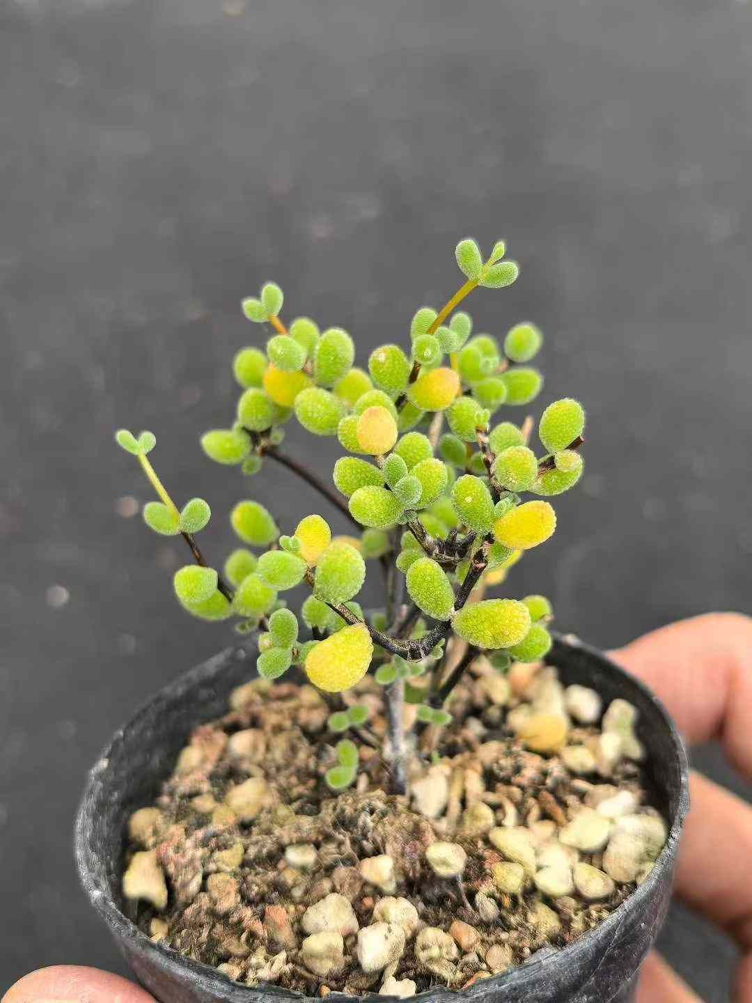 32鉢の土鉢付きセット ドロサンテマム グロボーサム 多肉植物 佐川急便発送 エケベリア 韓国苗 MY739