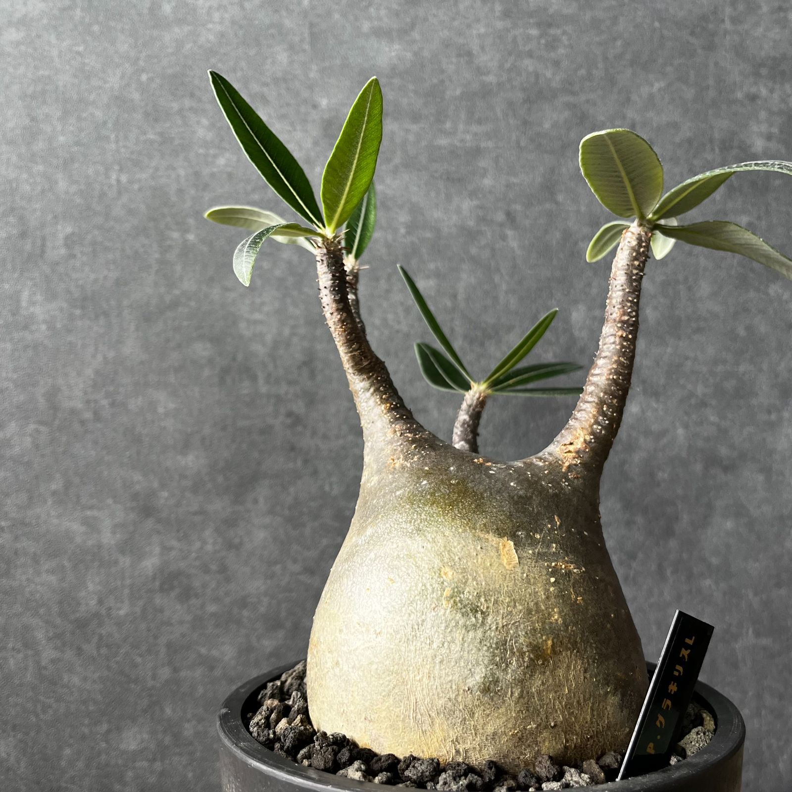 現地球・発根済L】パキポディウム グラキリス 鉢付き 塊根植物
