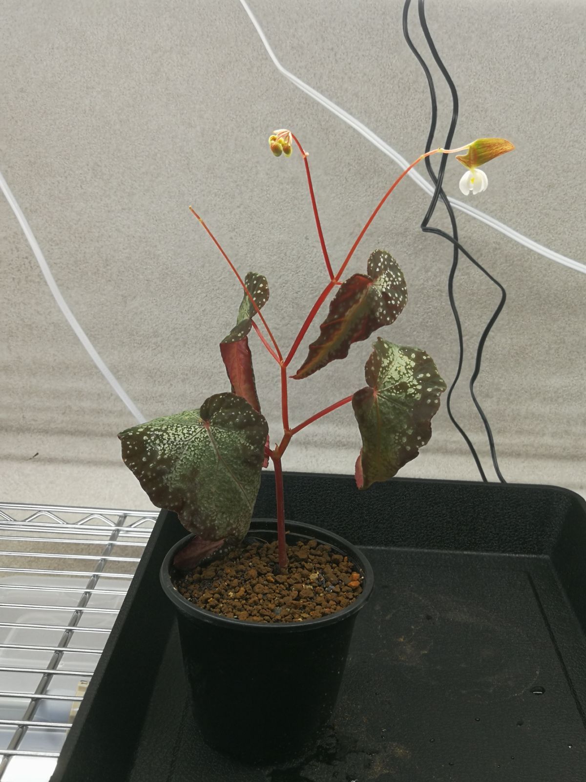 【訳ありセール品】銀河系ベゴニア Begonia Variabils