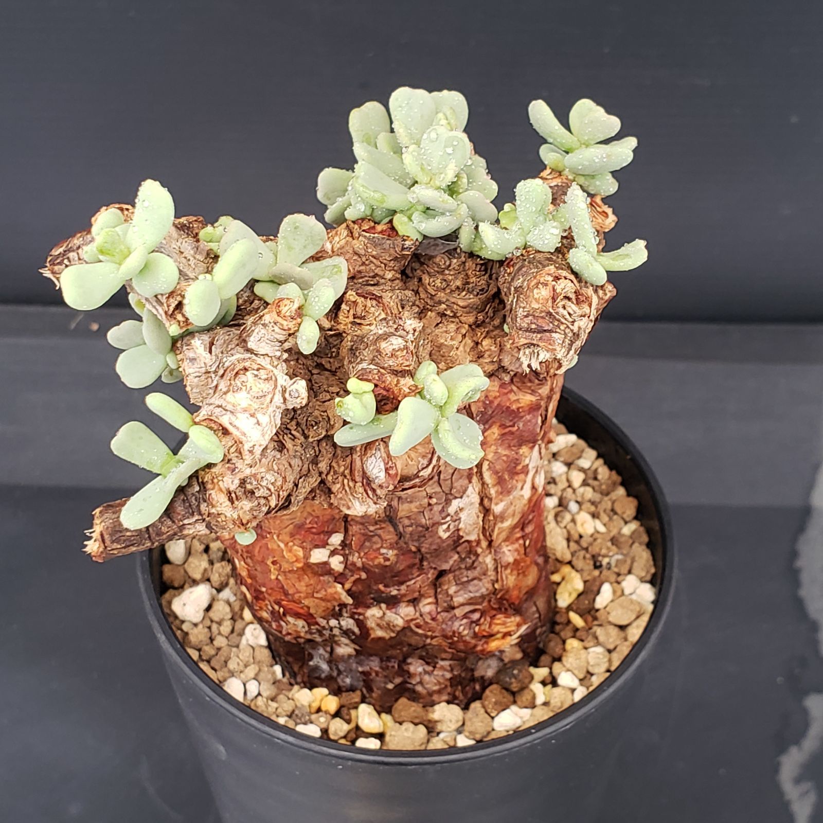ケラリア　ピグマエア　現地球　発根株　小さ目 ( 鉢付き) 植物×鉢】ケラリア ピグマエア 現地球 発根済み × pep 0131 RYO