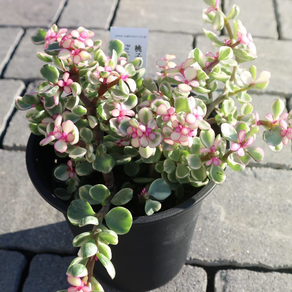 数量 3.5～4号ポット苗 品種で選べる多肉植物|1個売り 学名 Portulacaria momoko-mai |カナボウノキ科ポーチュラカリア属|原産地 南アフリカ●桃子の舞は 肉厚で丸みをおびた葉に白い斑が入り 新芽はかわいいピンク色の葉が特徴の
