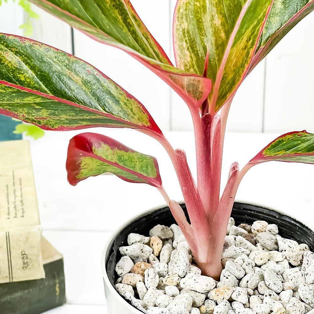 PLANCHU 観葉植物 アグラオネマ レッドゴールド 4号鉢 受け皿付き 育て方説明書付き Aglaonema cv. 幸せを招くタイの宝石  アロイド - メルカリ