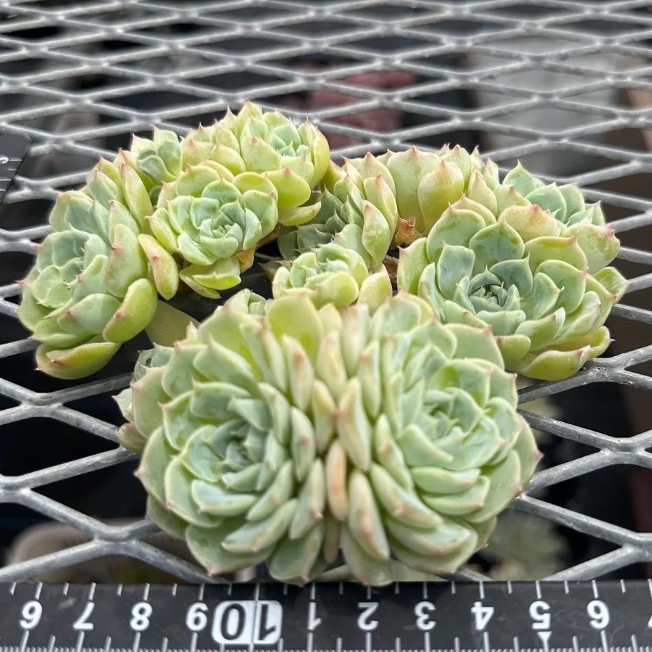 【7.モモマル＊多肉植物販売会】 7.モモマル＊多肉植物販売会】