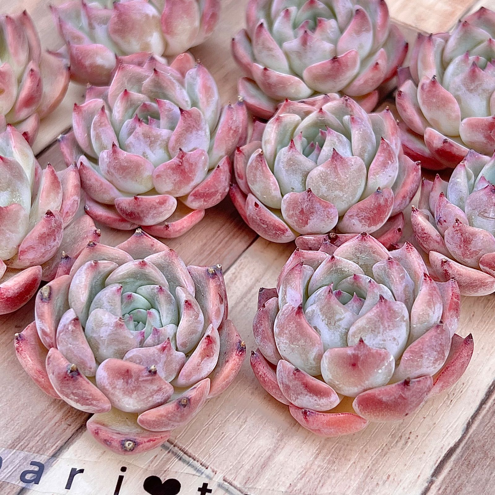 多肉植物 キャロライン 韓国苗 - メルカリ