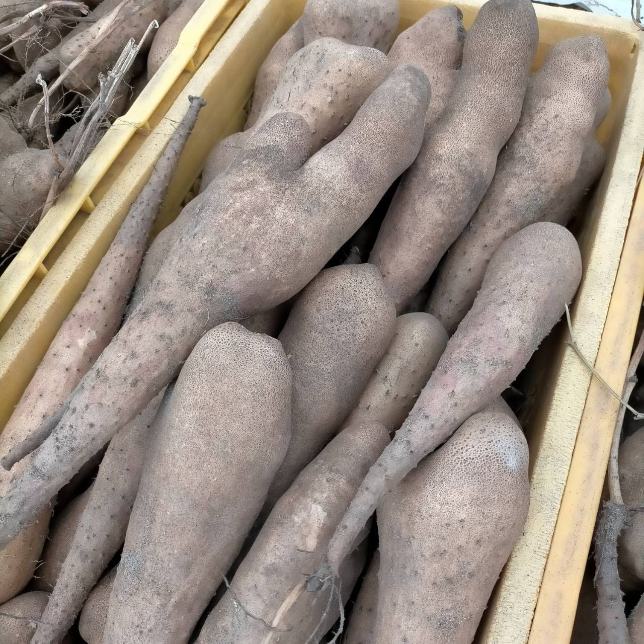 鳥取県産】とっくり芋 短形自然薯 抜きたて 10kg程度 とろろ ねばり 山芋