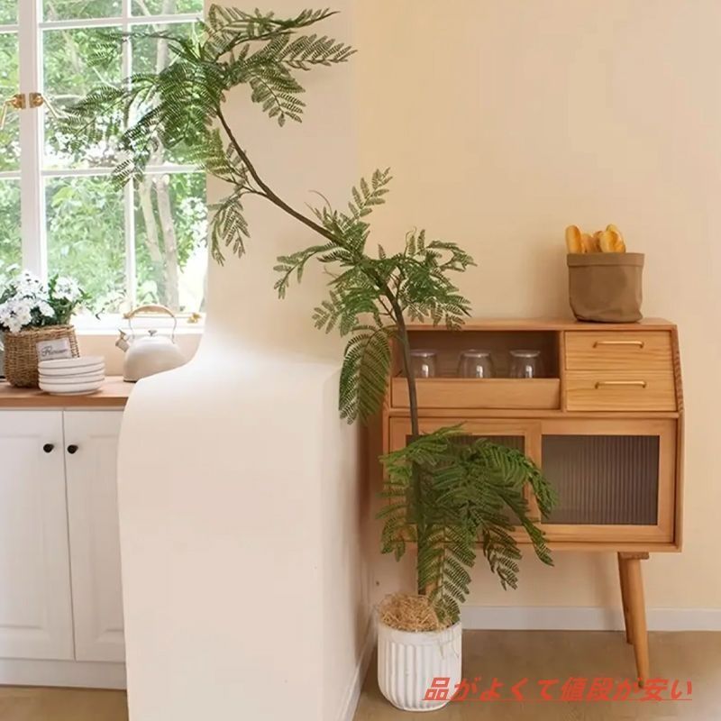 植物