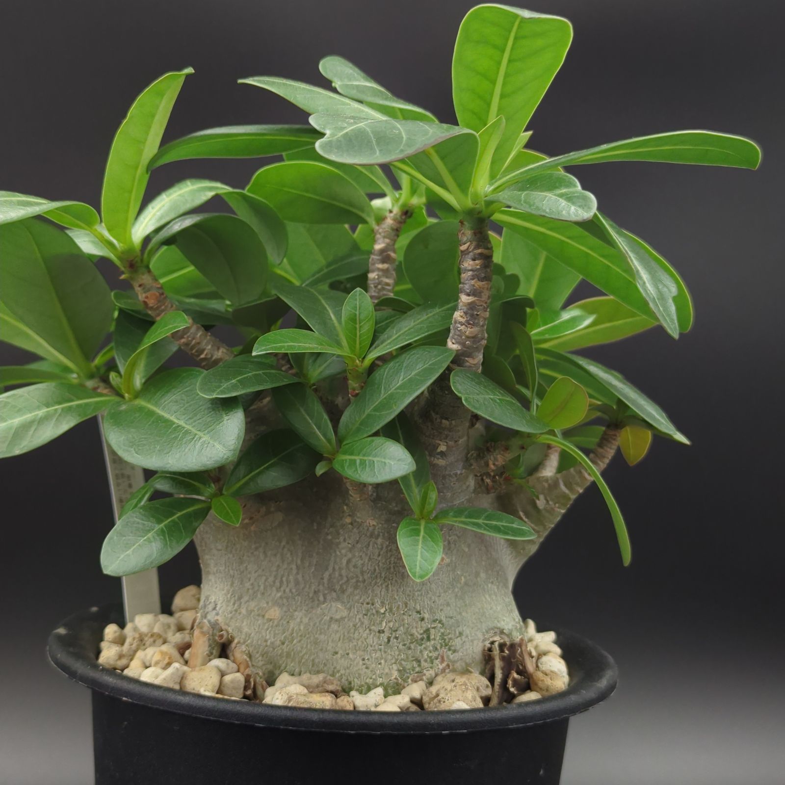5号サイズ【塊根植物】アデニウム アラビカム モンスター 鉢ごと