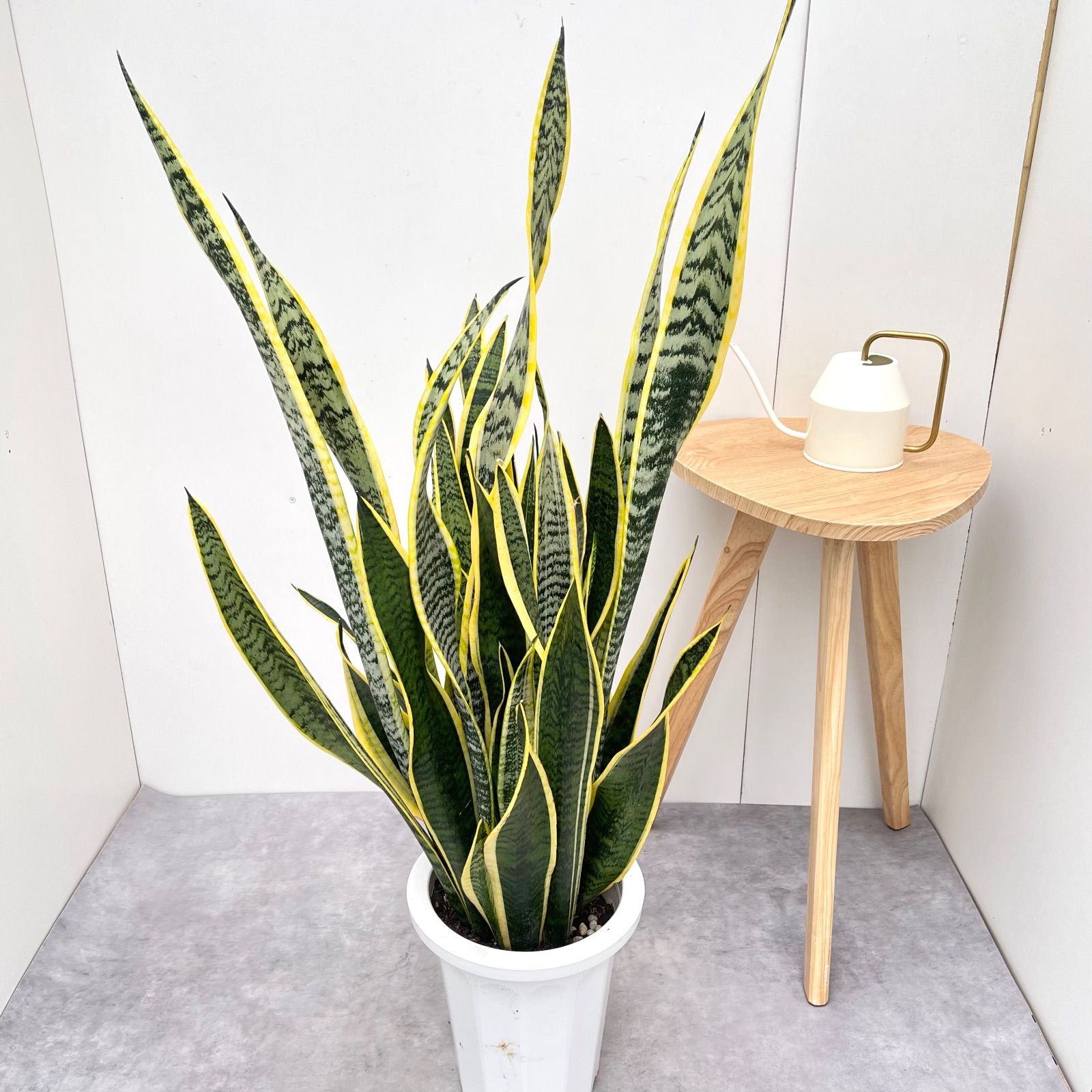 サンスベリア ローレンチー 1【現品】観葉植物 室内 大型 サンスベリア