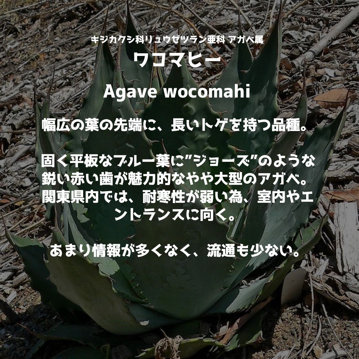 実生】Agave wocomahi アガベ・ワコマヒー - メルカリ