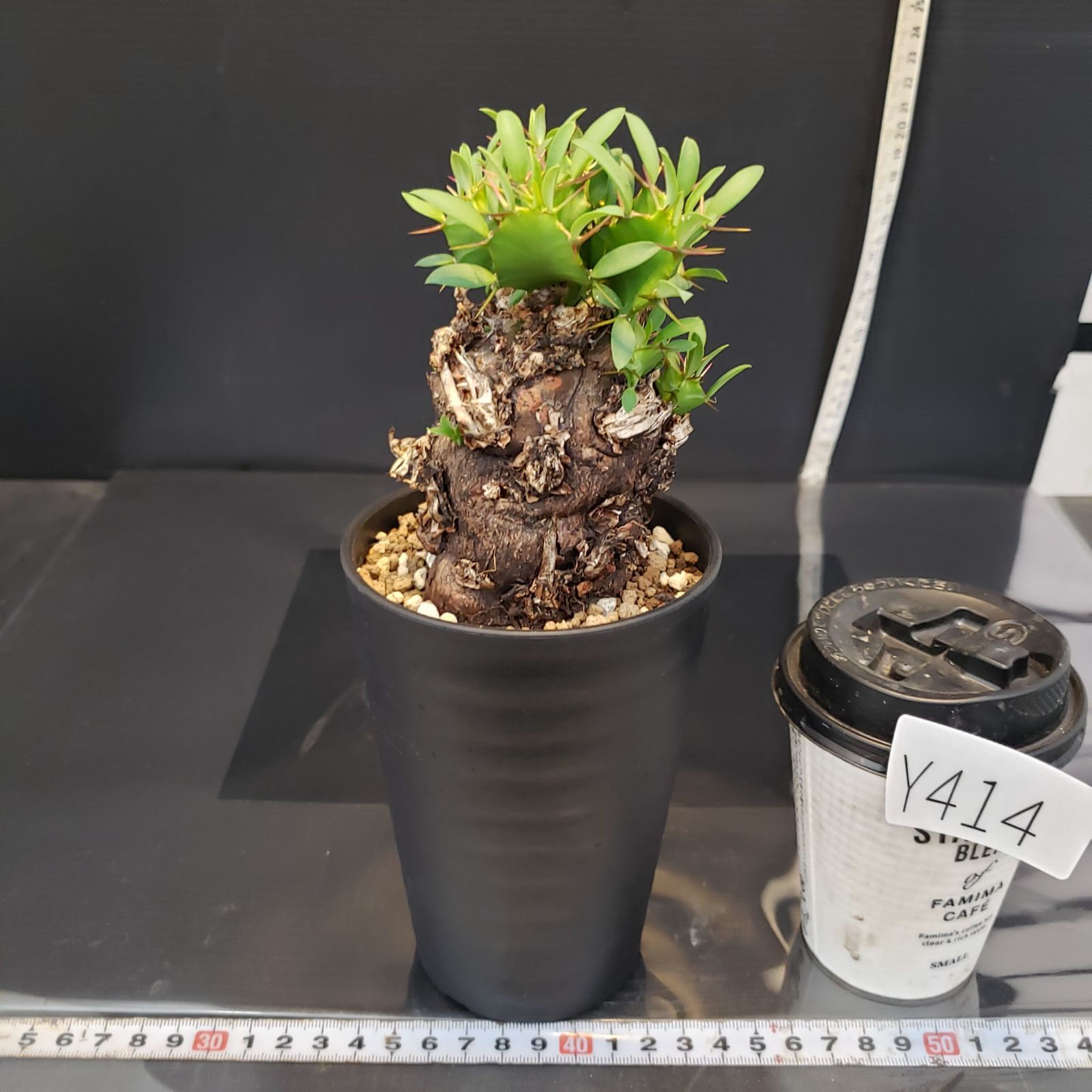 ユーフォルビアムランジーナ　現地球　発根済み ユーフォルビアムランジーナ 現地球 発根済み ユーフォルビア