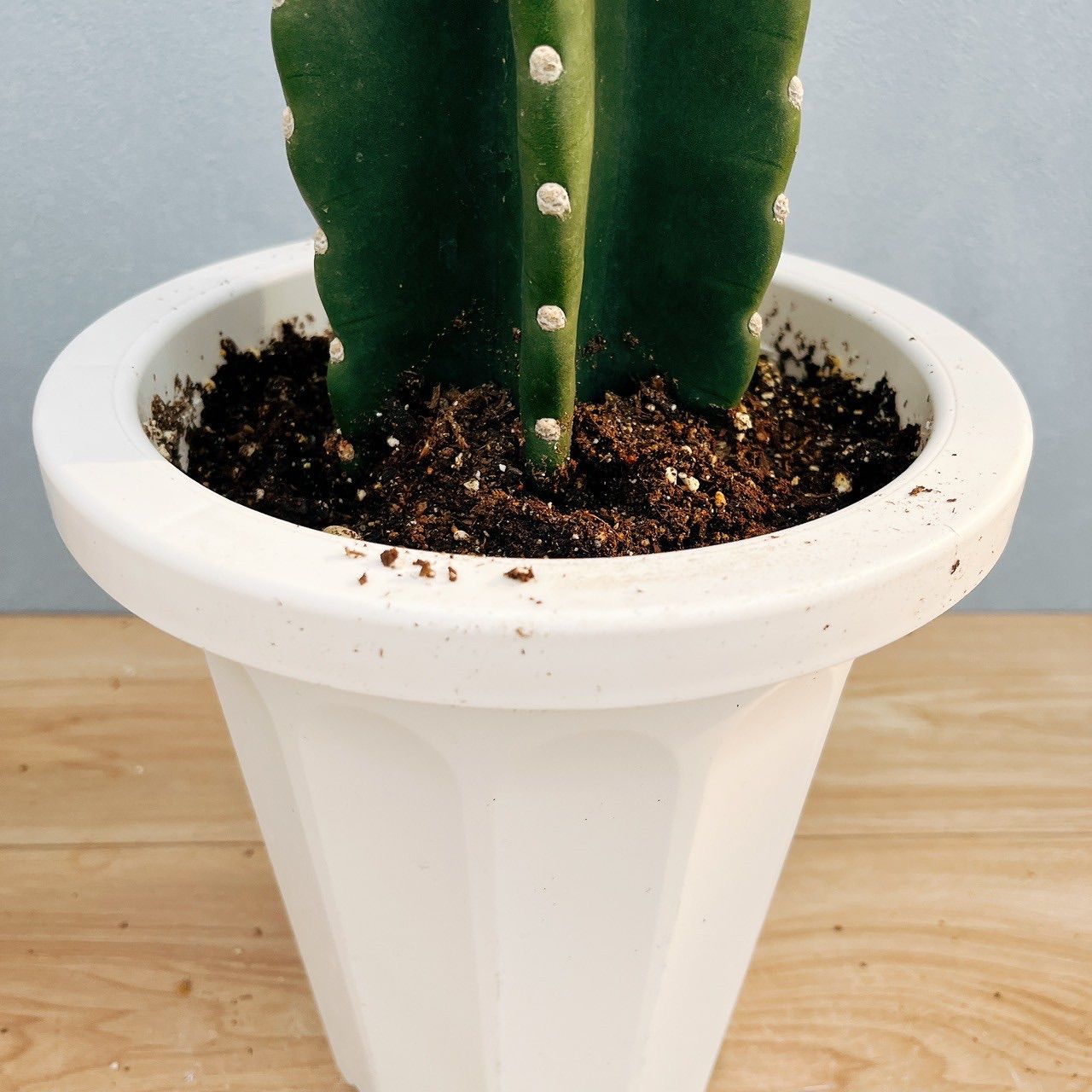 現品］♡かわいい♡ G 柱サボテン 鬼面角 ブランチ 7号 観葉植物 室内