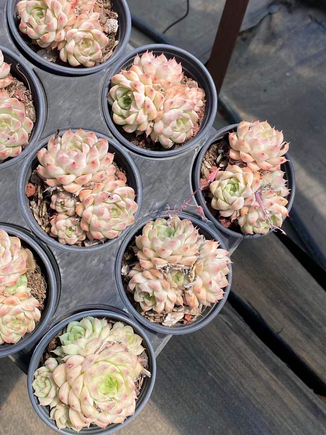 18株の抜き苗セット】桃熏（とうくん）女王 多肉植物 佐川急便発送