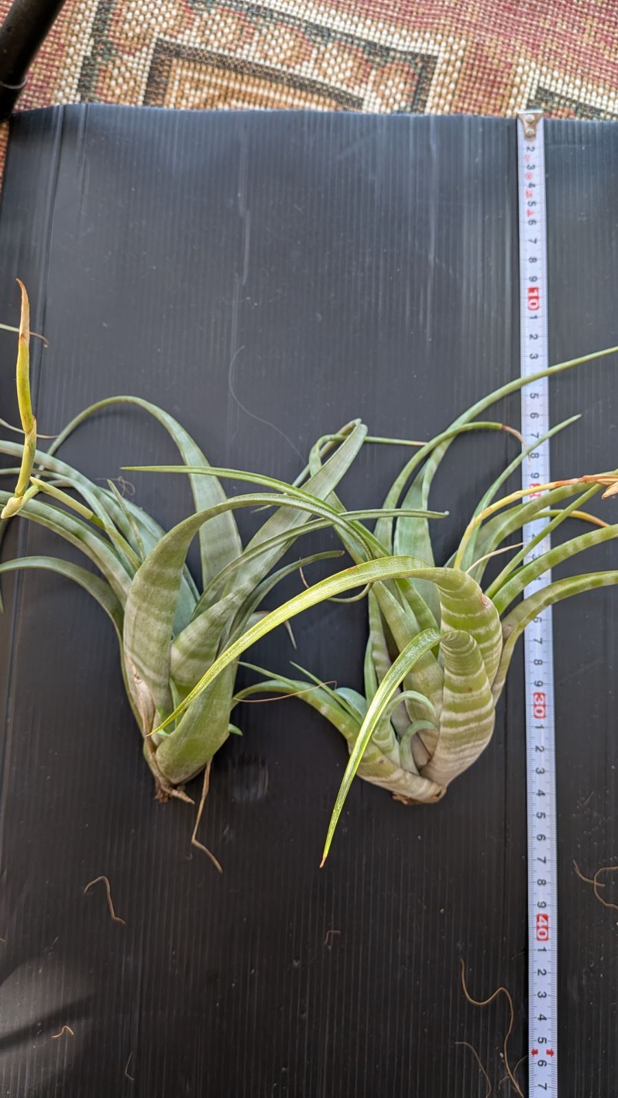 常田大希風】DUMBLOID ODS clone 高音質 オーダー受付