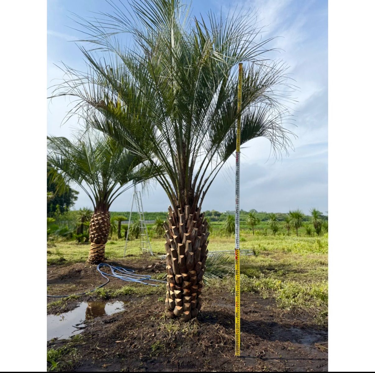 限定株】ココスヤシ🌴 幹周り160cm／葉張り3.5mクラス✨ 南国ガーデン