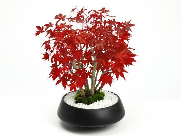 山モミジ盆栽 ヤマモミジ 盆栽 山紅葉（ヤマモミジ）の盆栽（白陶器鉢