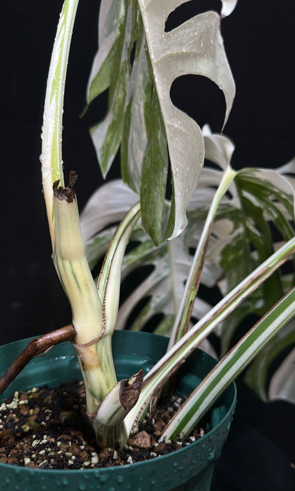 Anthurium carlablackiae (self seedling) アンスリウムカーラブラッキ