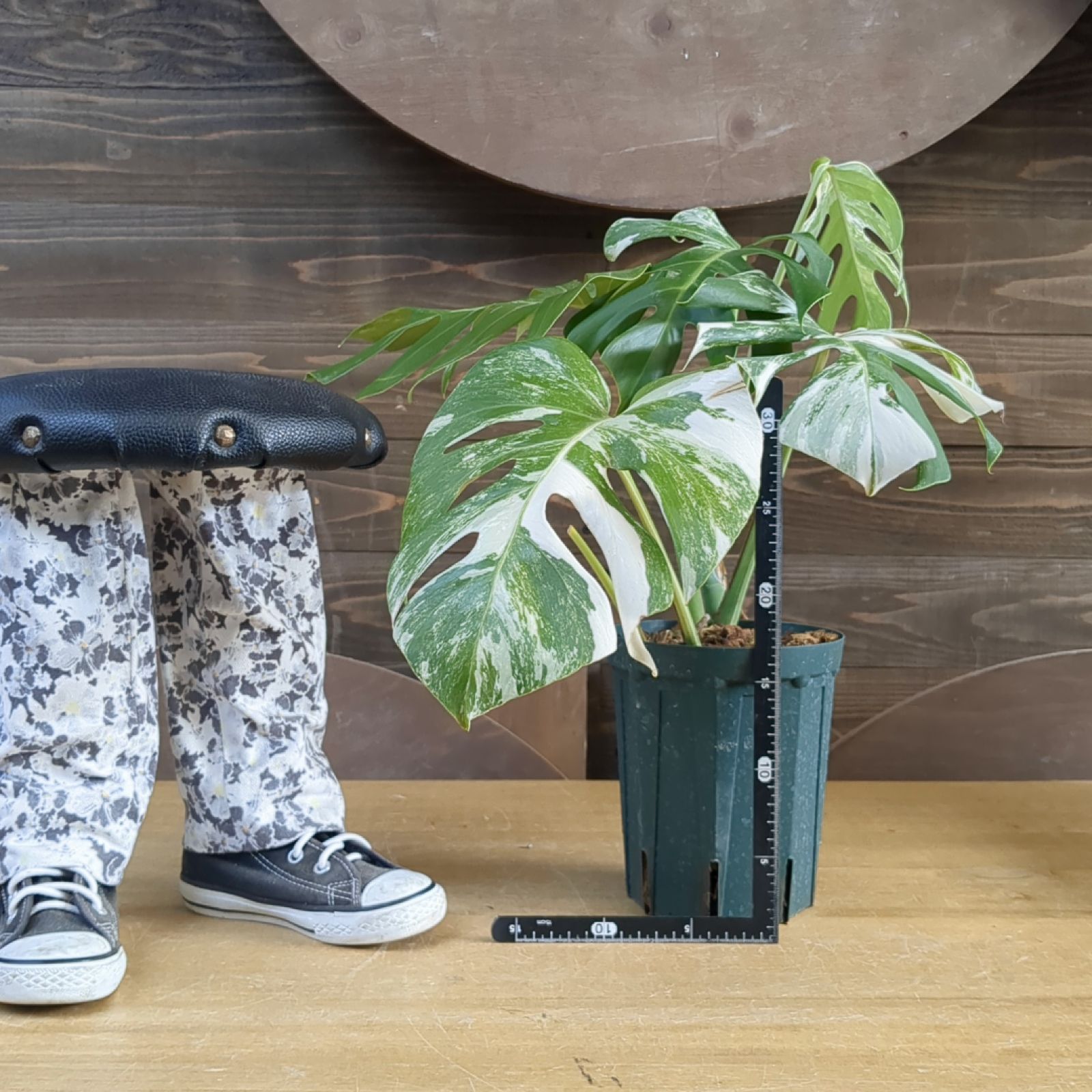 モンステラ ホワイトタイガー 【斑入り】鉢のまま発送 B - メルカリ