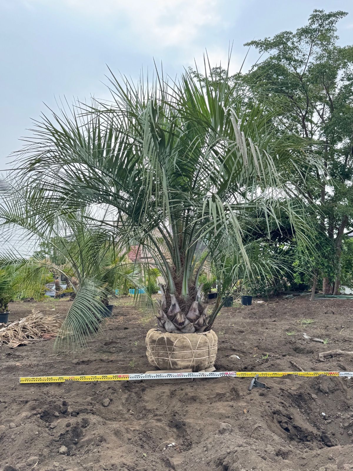 極太幹】3.2m ココスヤシ 子株付き - メルカリ
