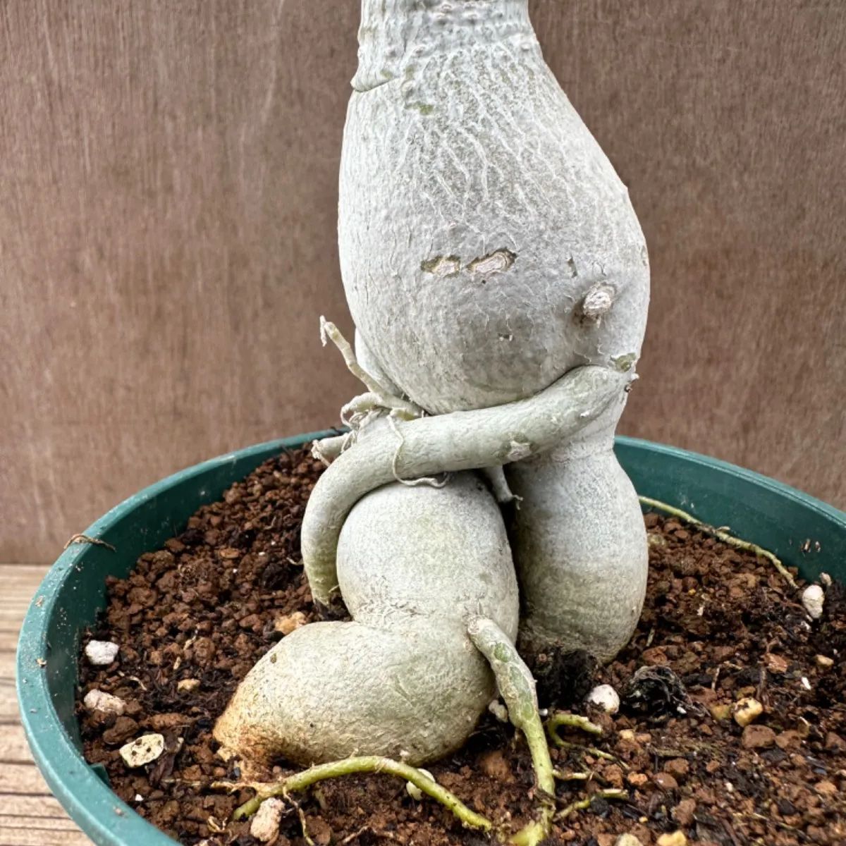 アデニウム オベスム 現品 ① Adenium obesum アデニュウム 