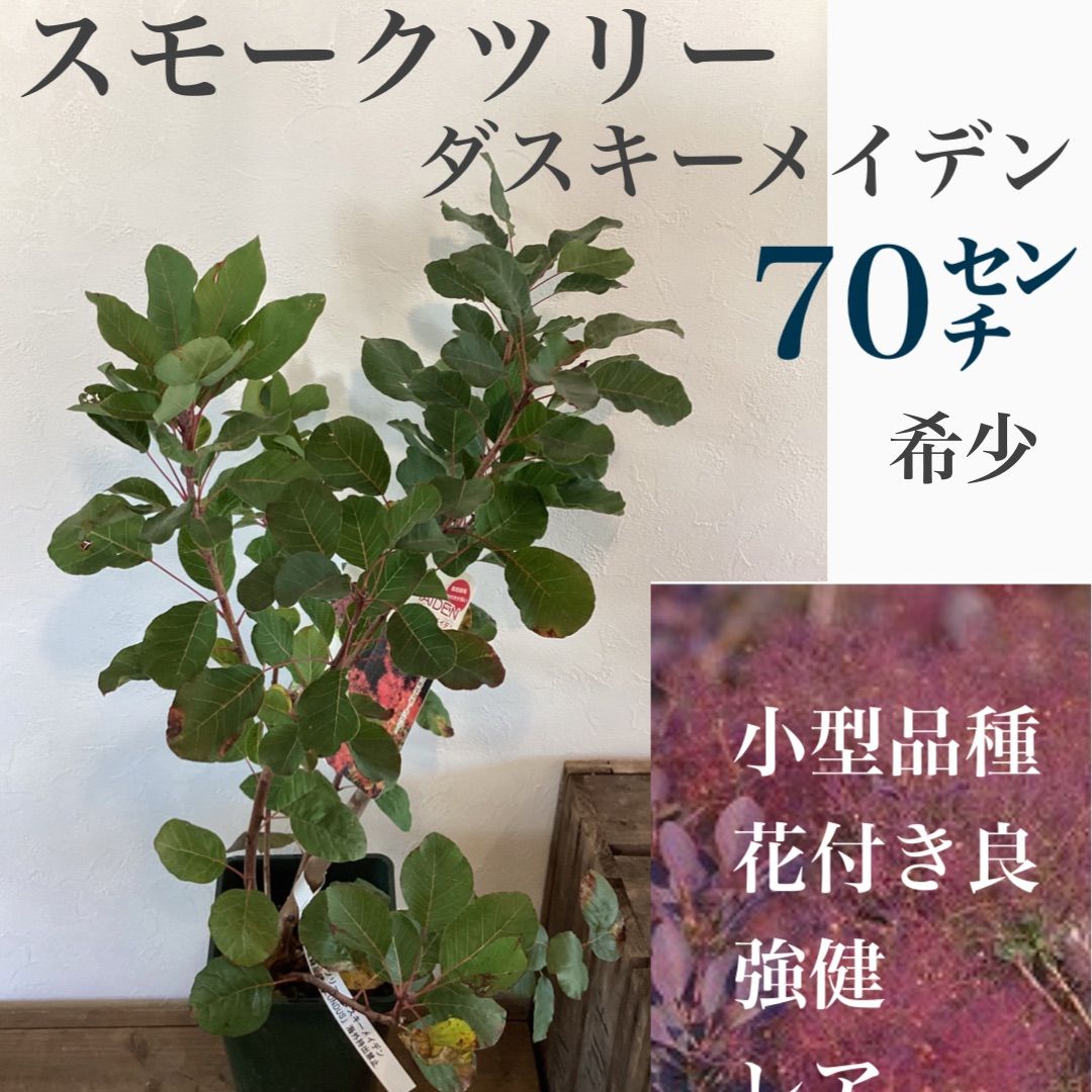 6号-12. ダスキーメイデン スモークツリー 苗 苗木 雌株 - インテリア小物