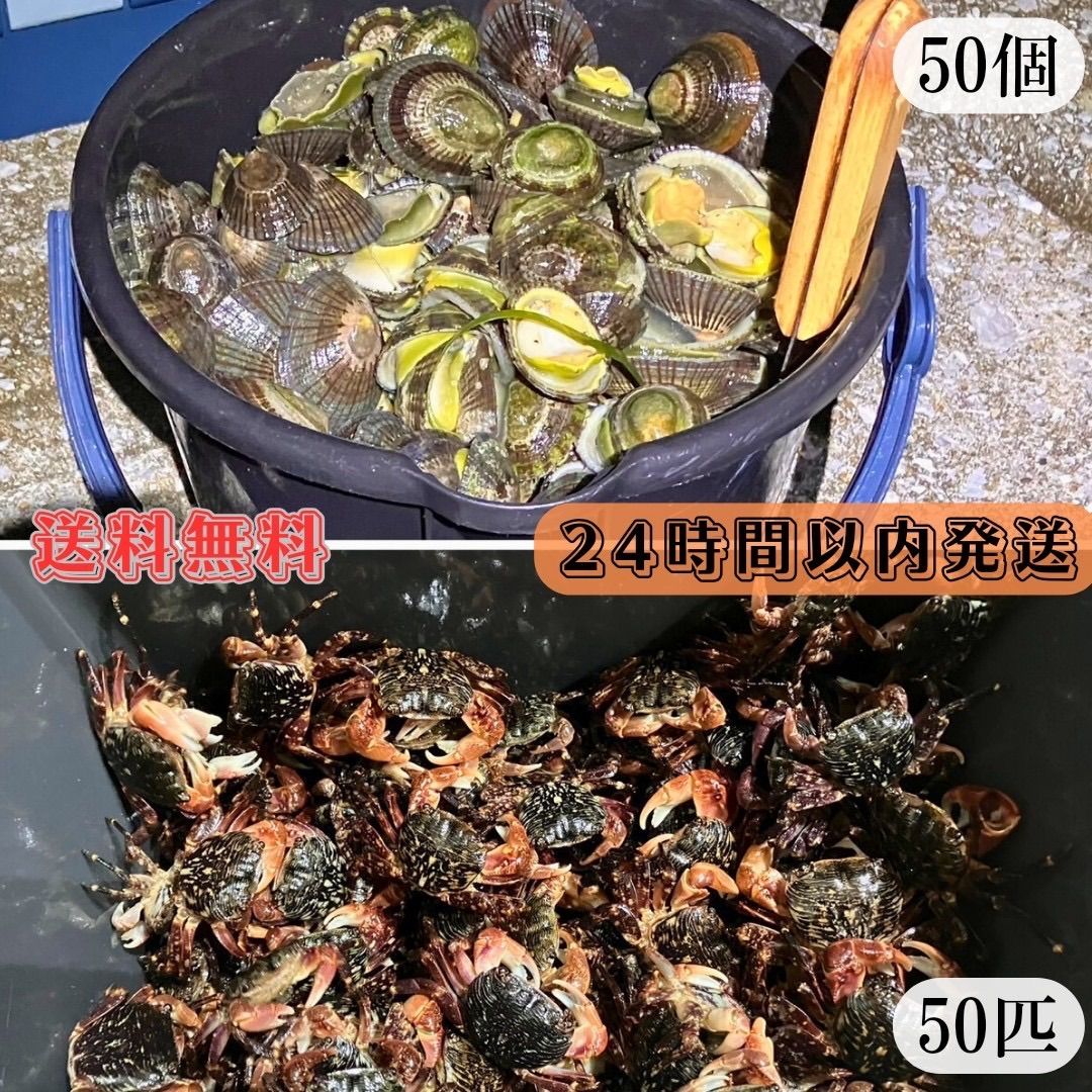 冷凍マツバ貝300個 石鯛 黒鯛 釣り餌 カサガイ ジンガサ 2026年最新