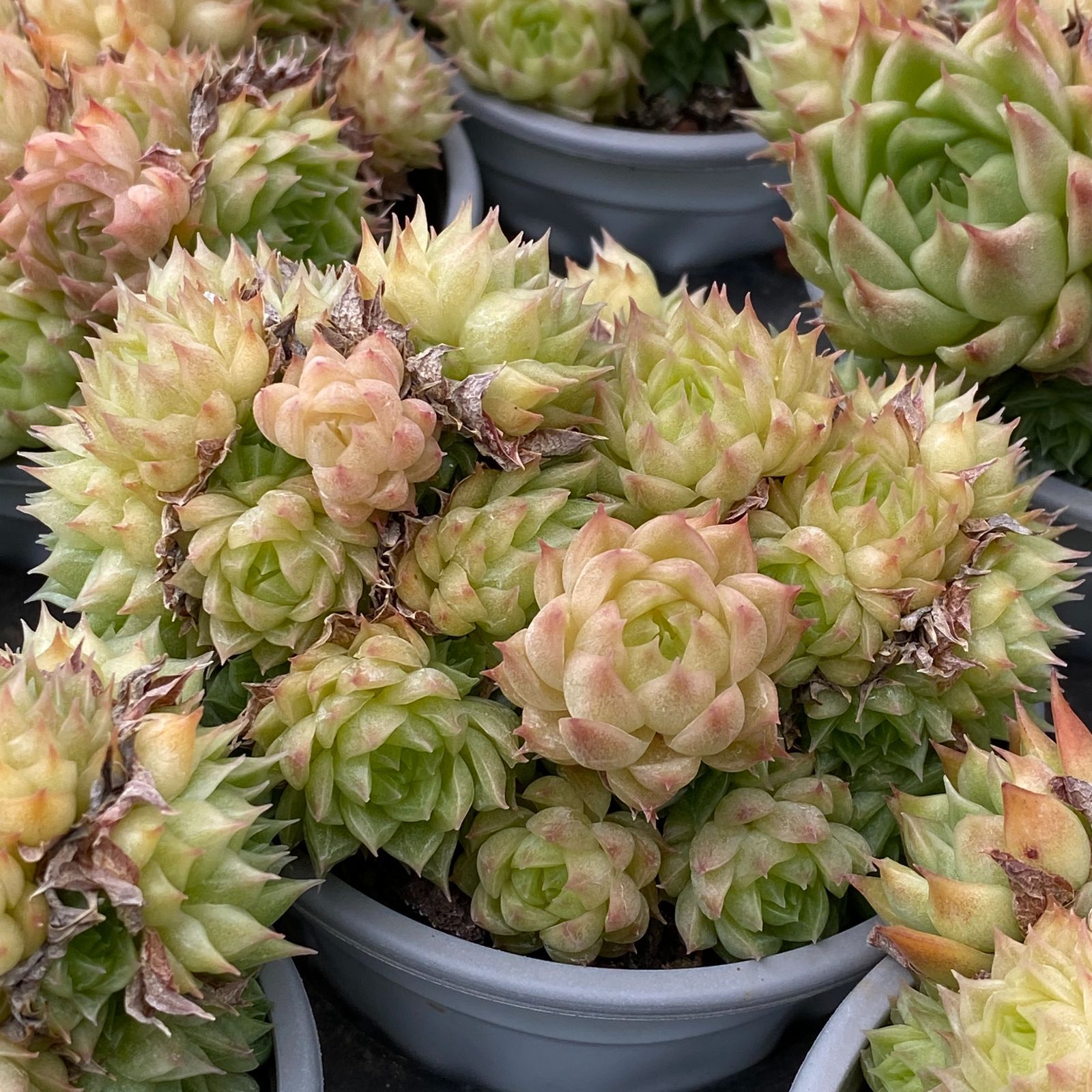 多肉植物 佐川急便発送
