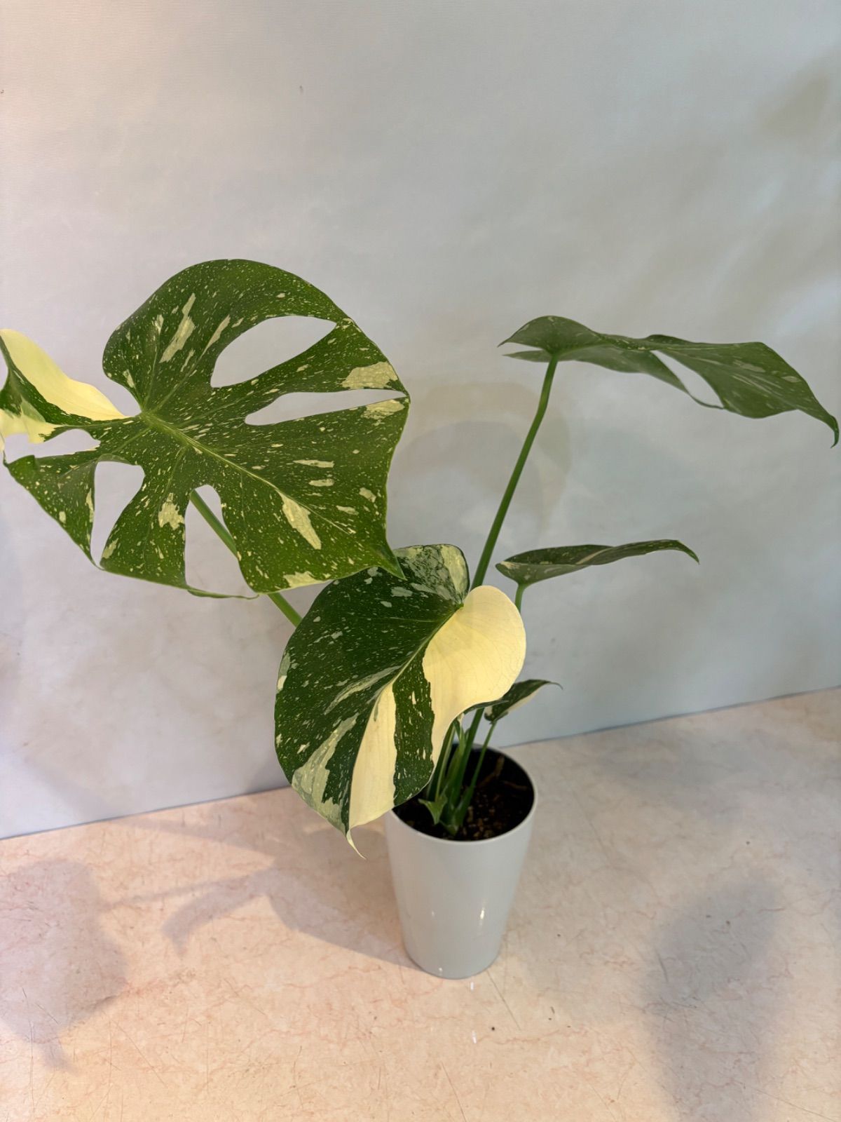 モンステラ・タイコンステレーション ⓸ 極上 モンステラタイコンステ