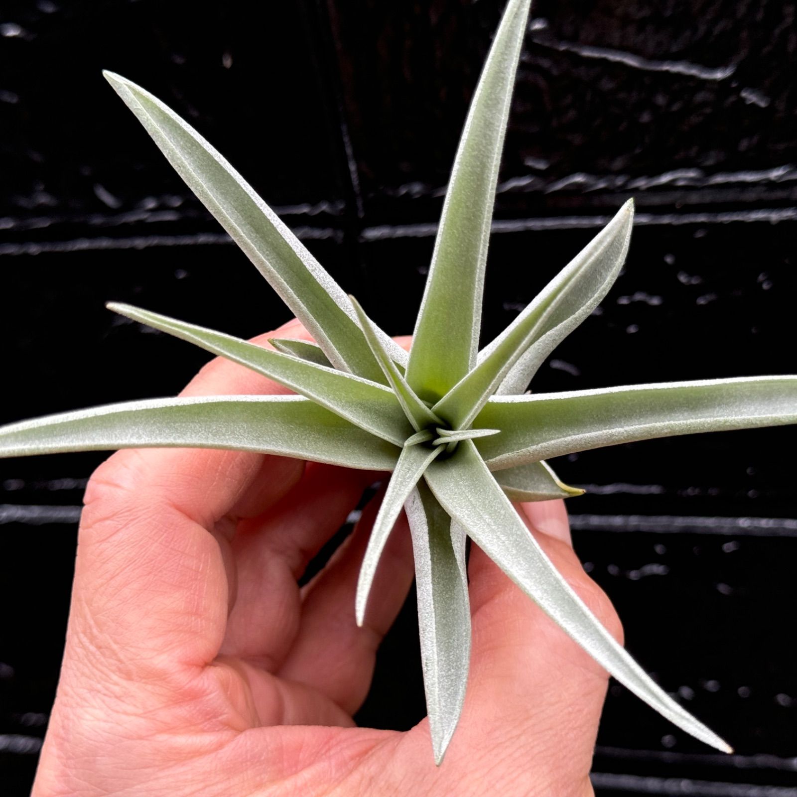 チランジア ハリシー × キセログラフィカ Tillandsia harrisii