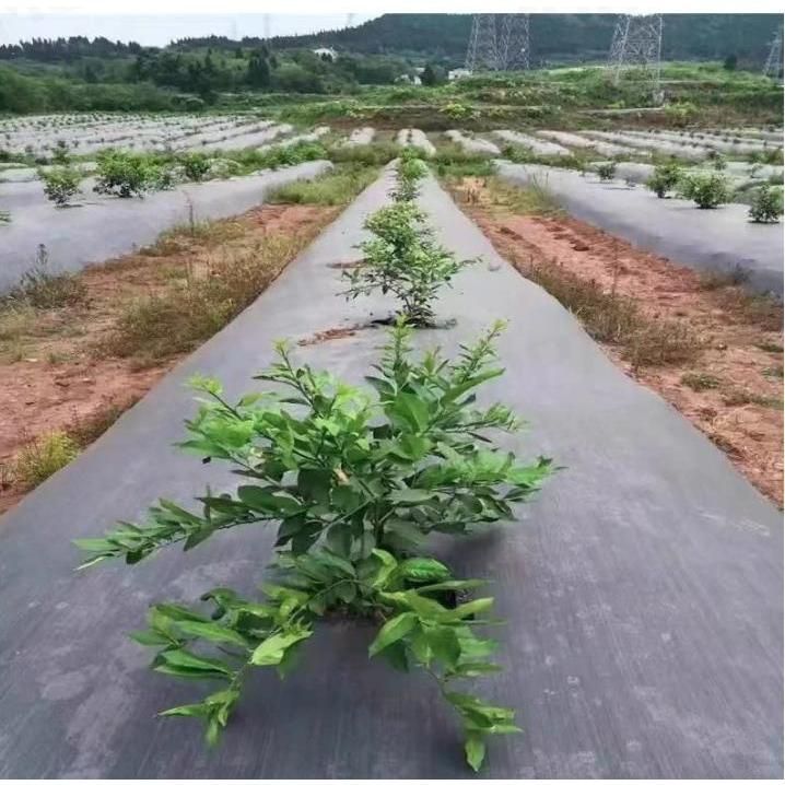 雑草シート