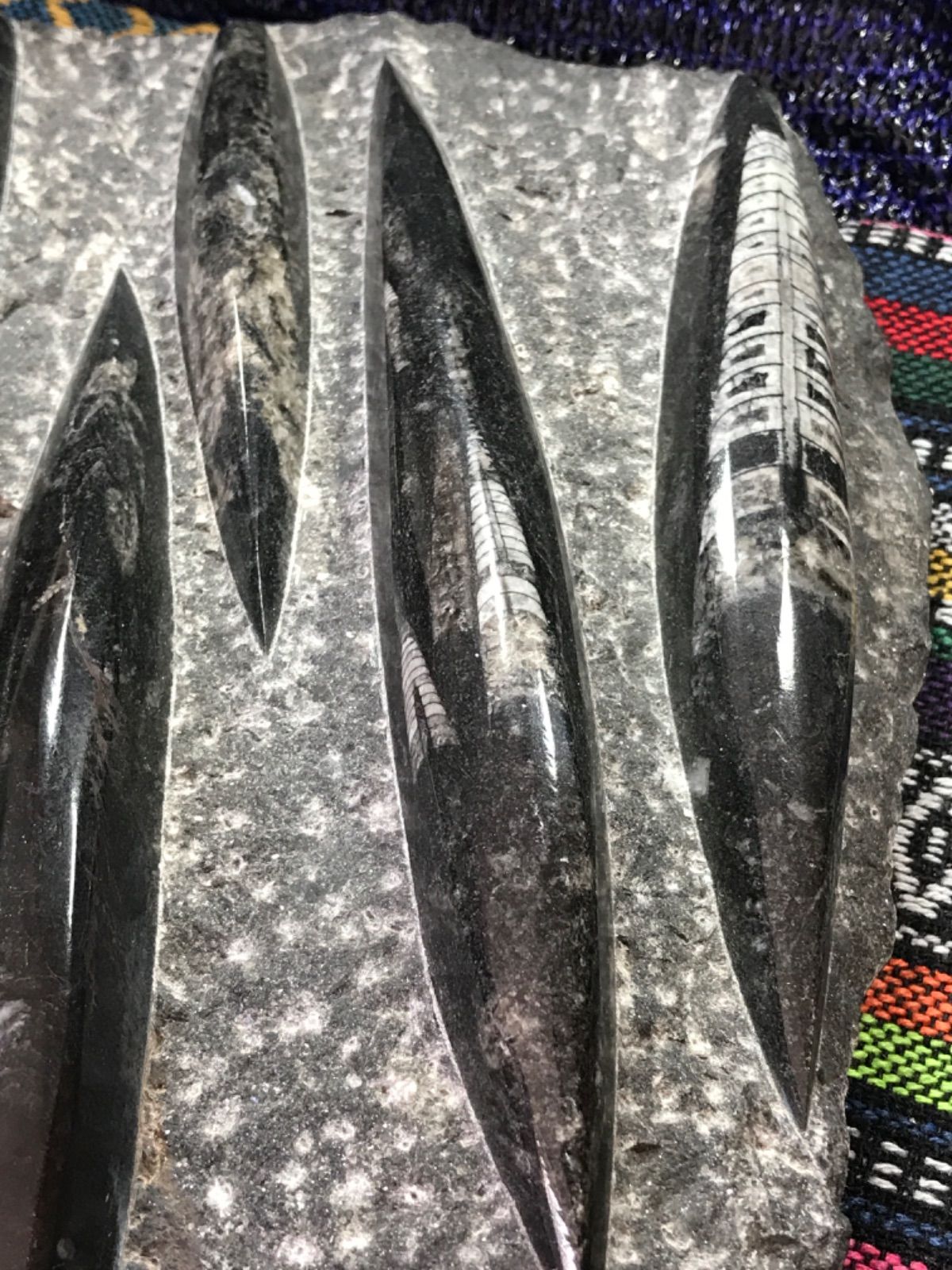 ◉モロッコ産【オルソセラス群/直角貝群】古生代デボン紀/約5億〜2