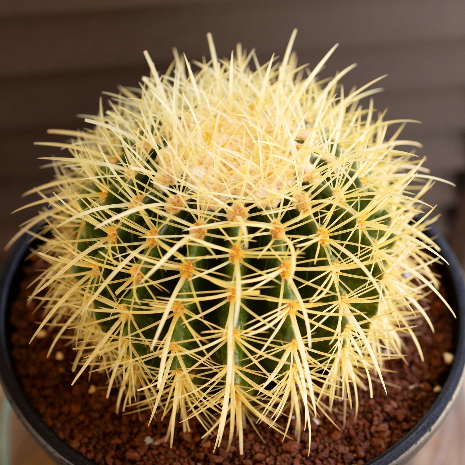 現品］5番 柱サボテン 鬼面角 ブランチ 3本植え 8号 観葉植物