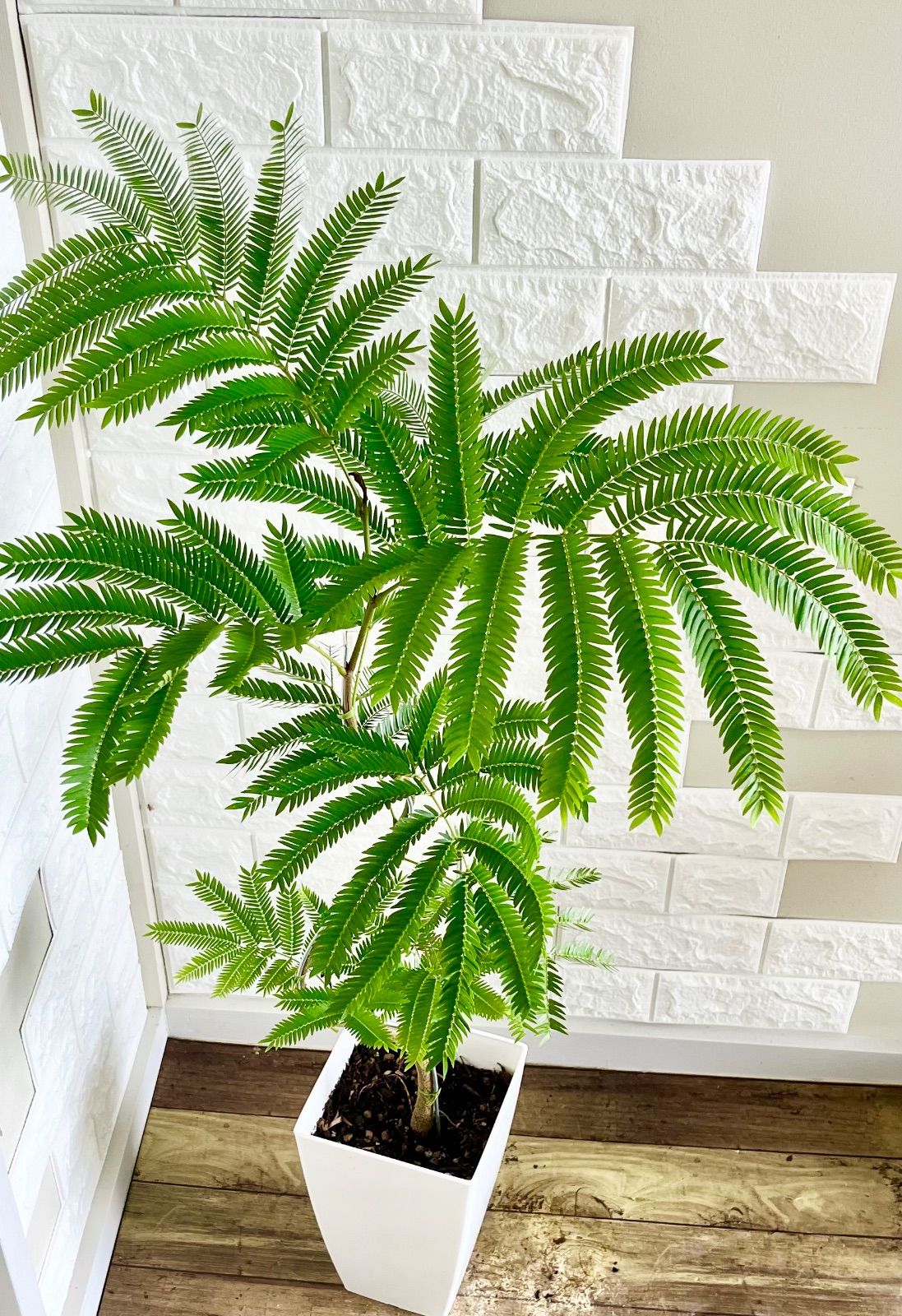 エバーフレッシュ⭐️曲がり エバーフレッシュ⭐️曲がり