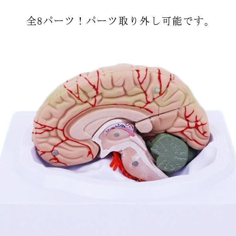 脳解剖学(萬万甫) 教育モデル 人間の脳解剖モデル 解剖学 脳 小脳 脳幹 臓器解剖