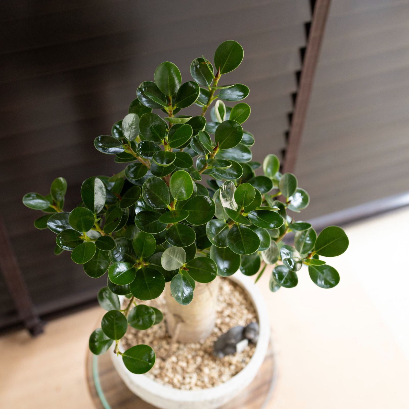 幹太】パンダガジュマル 7号 陶器鉢 ピック付 観葉植物
