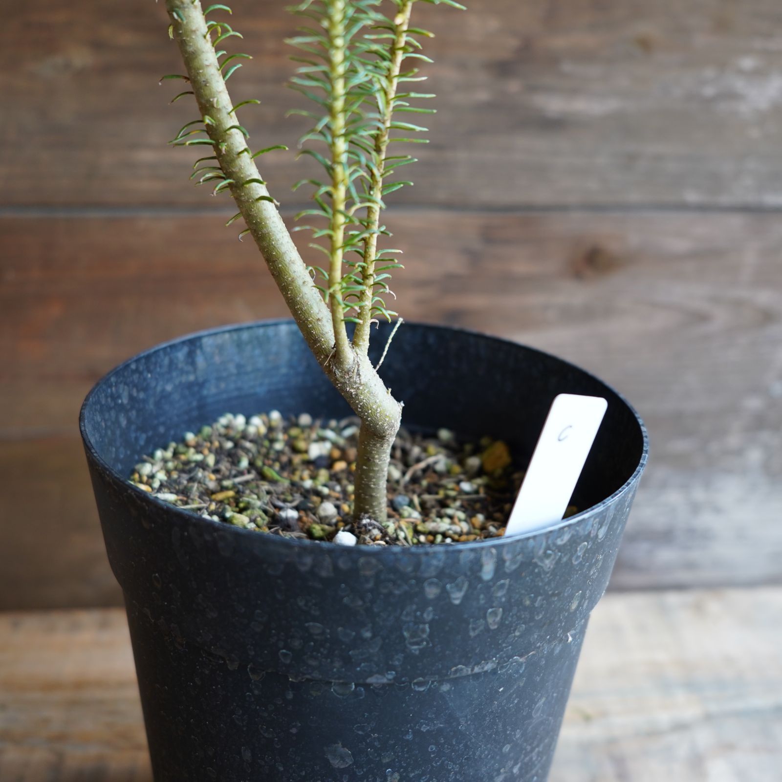 栃木県産 コシヒカリ 6年度 30キロ￼ 送料込み ￼ 栃木県産コシヒカリ