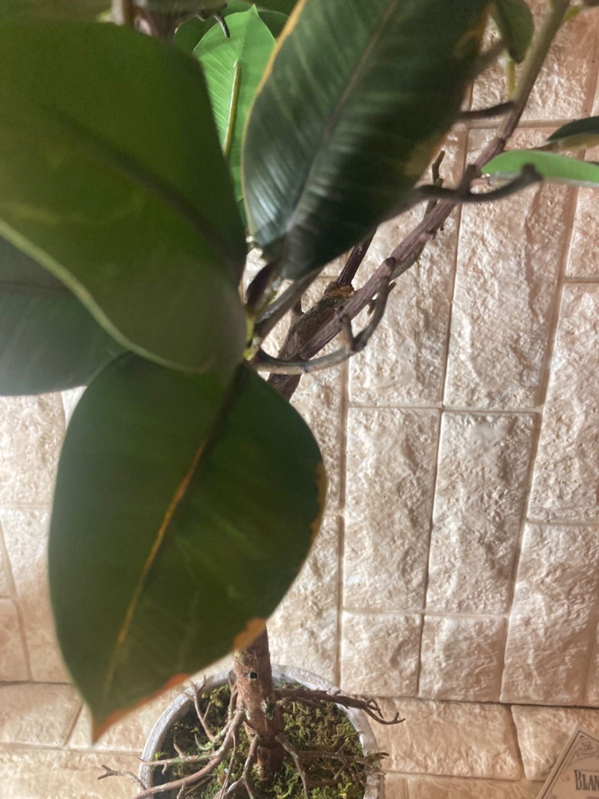光触媒 人工観葉植物 ウォールグリーン フェイクグリーン ラバー 光触媒 人工観葉植物 ウォールグリーン フェイクグリーン ラバー