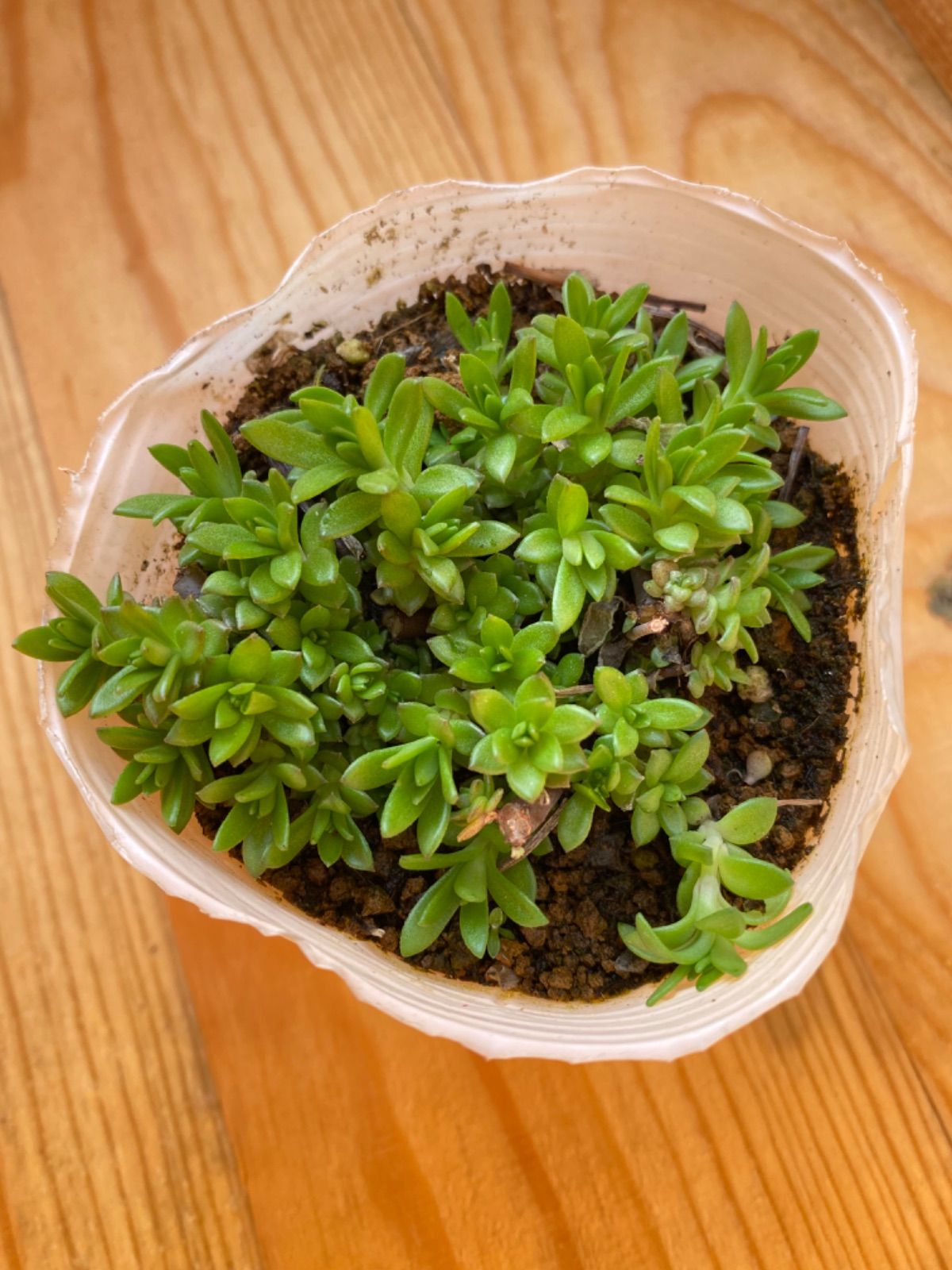 メルカリshops 多肉植物 ツルマンネングサ マンネングサ属 苗