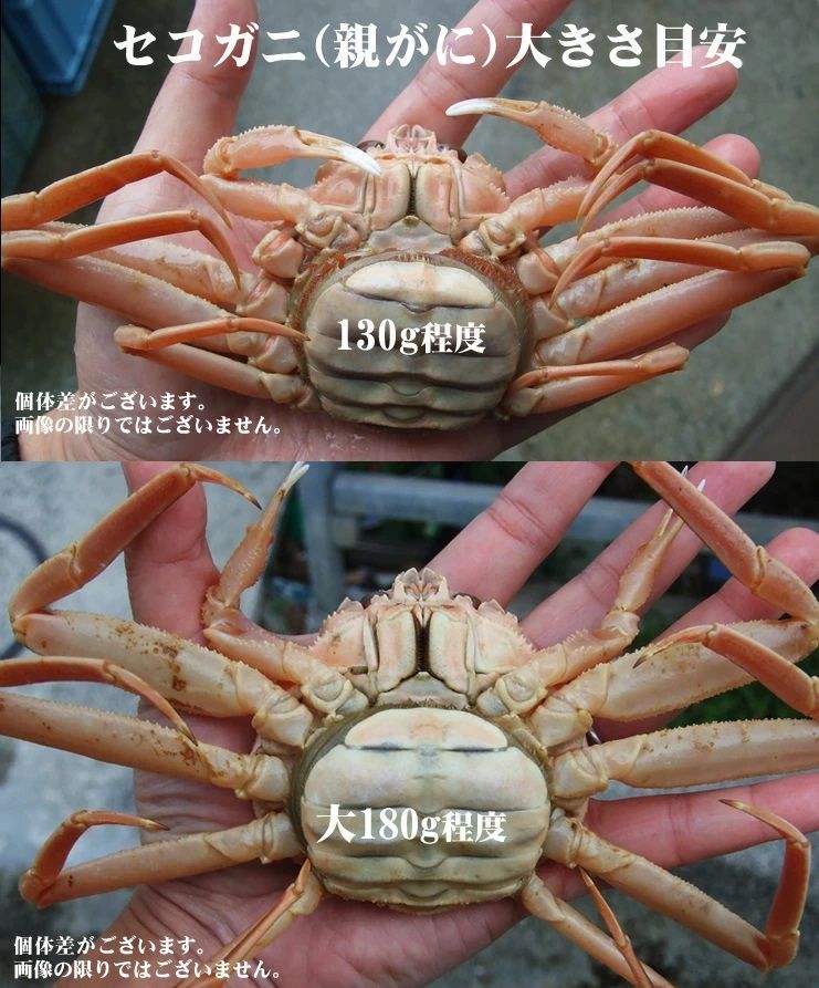 ☆活(生)セコガニ(親がに)訳あり【11月中旬～下旬以降出荷(90日以内に発送)】活(生)でお届け【冷蔵】大サイズ(180g程度が5枚入)蟹かにカニズワイガニ生1805
