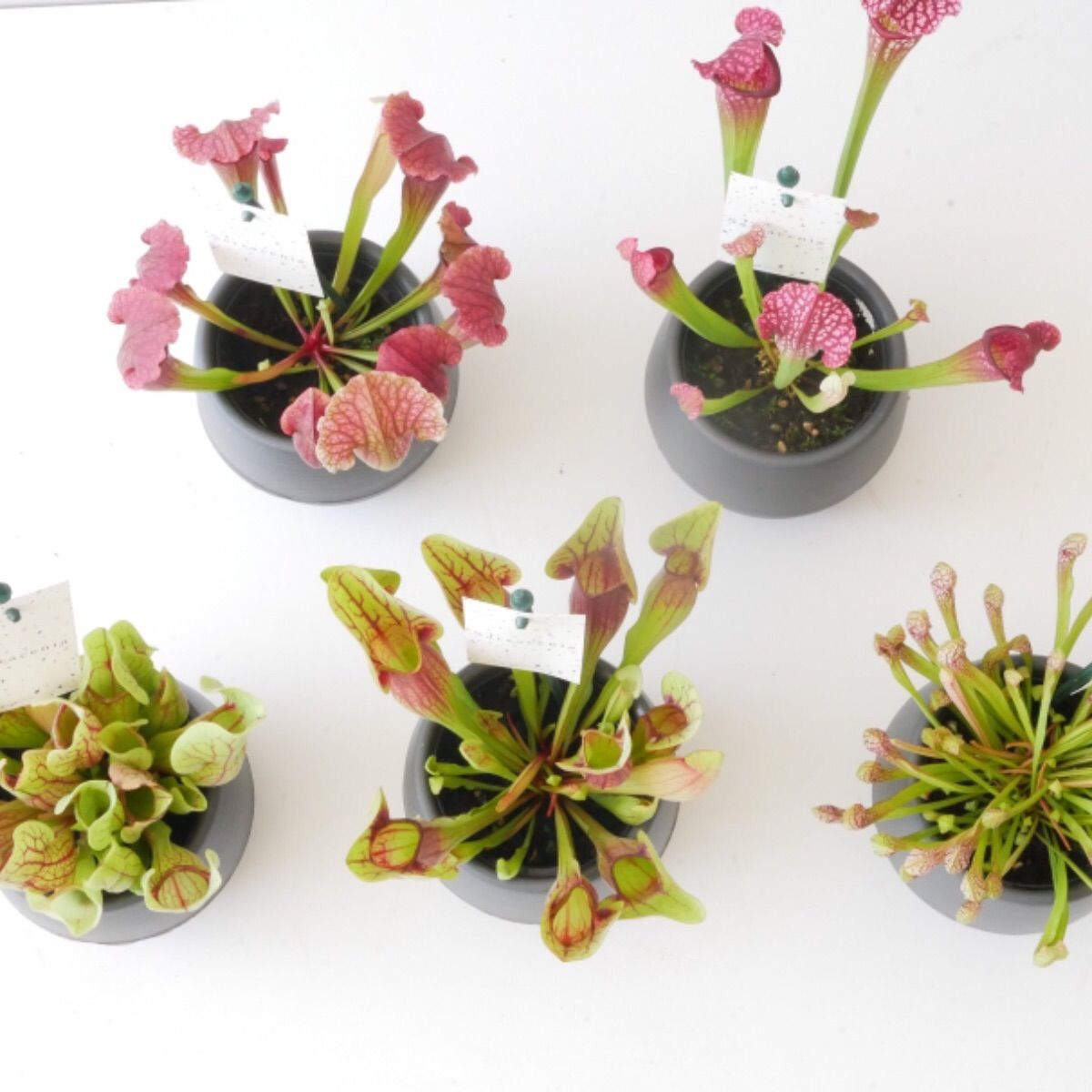 く*い様 食虫植物　サラセニア　ももいろといき く*い様 食虫植物 サラセニア ももいろといき ようこそ！サラセニアの