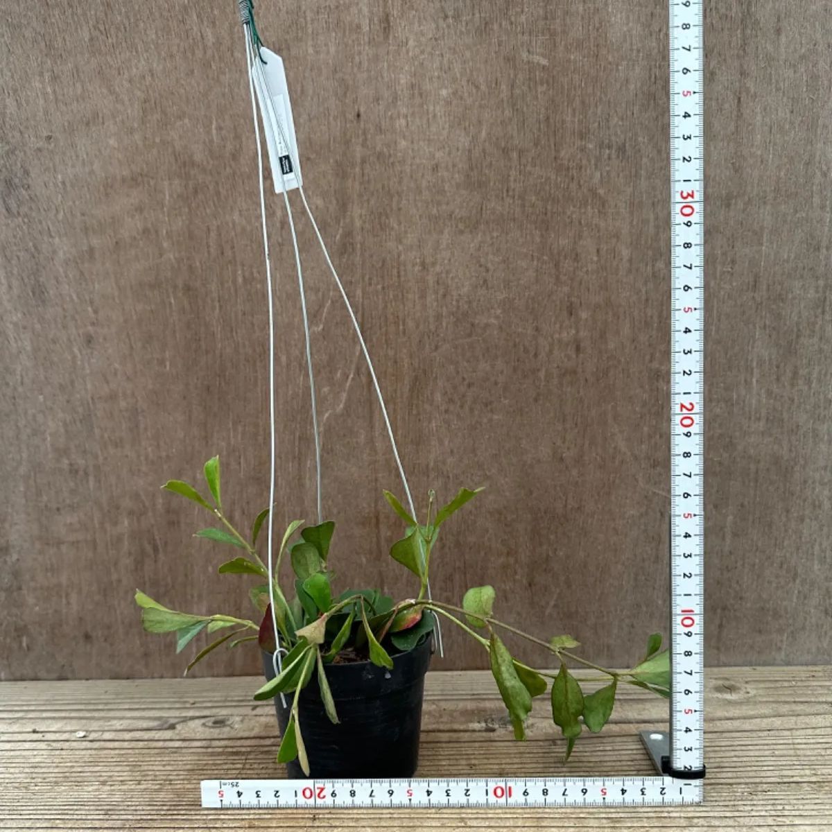 ホヤ マニプレンシス① サクララン 桜蘭 3号 Hoya manipurensis 観葉