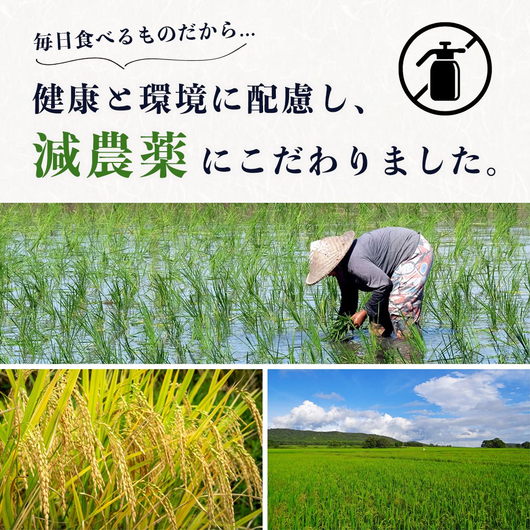 食品 丹波篠山産コシヒカリ【10kg】白米 /玄米 令和7年産 / 減農薬