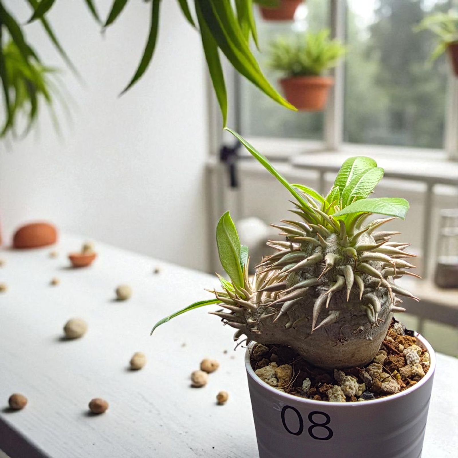 パキポディウム エブレネウム 美株 パキポディウム エブレネウム 美株 パキポディウム エブレネウム 国内