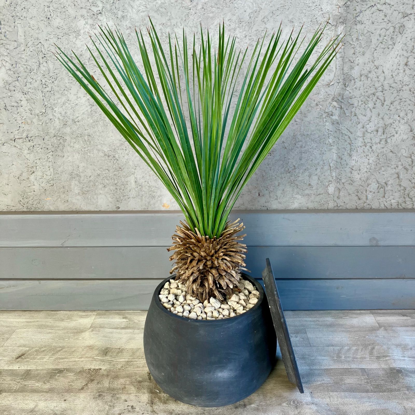 ユッカロストラータ (た) 早い者勝ち ユッカ ロストラータ た