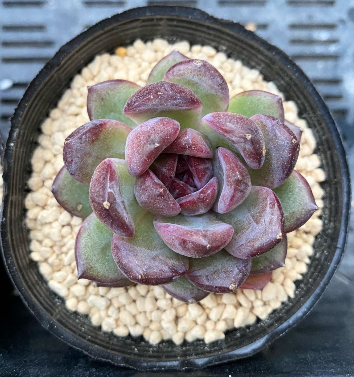 SALE】ブラックローズ 韓国苗 多肉植物 - メルカリ