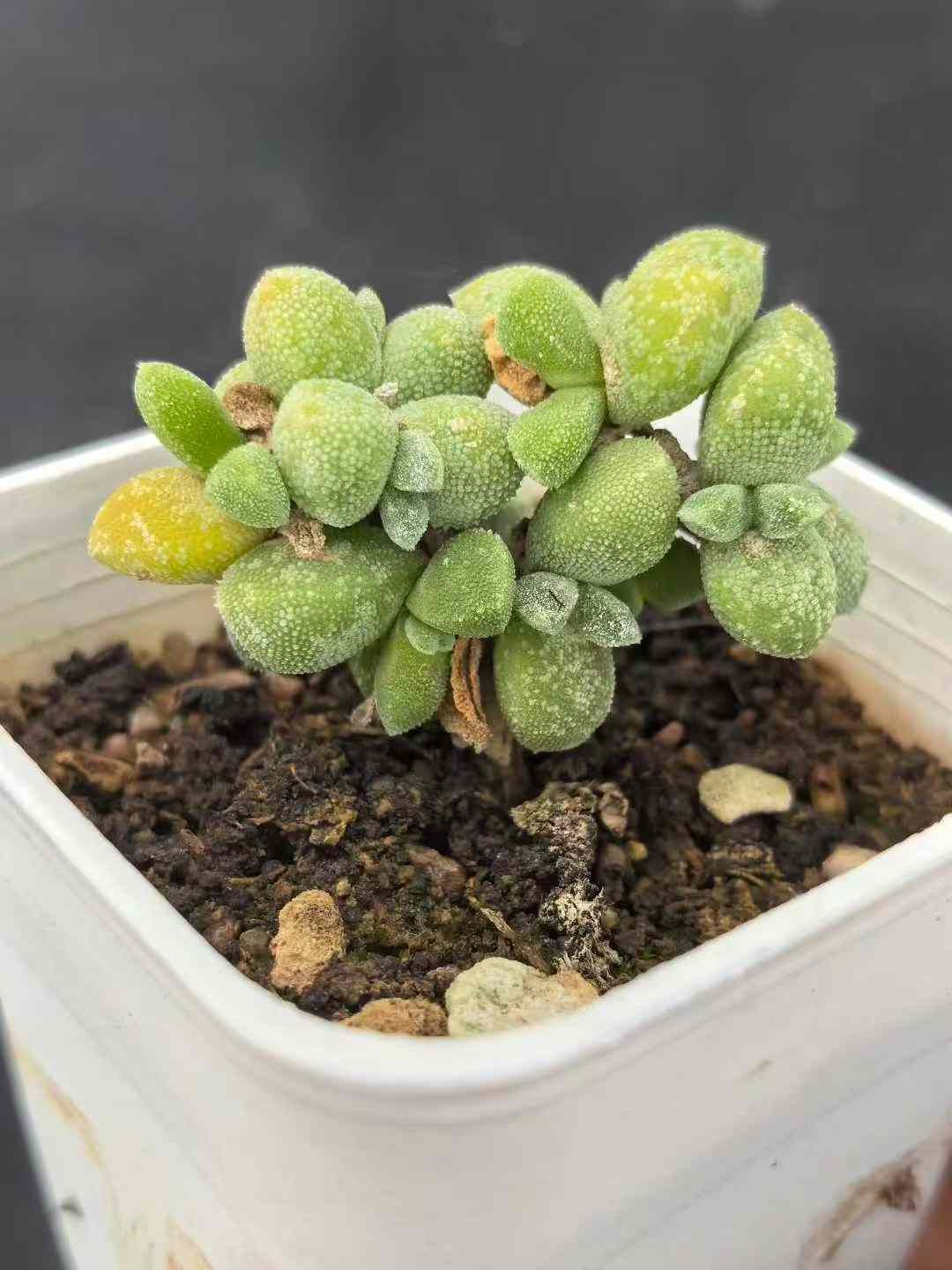 32鉢の土鉢付きセット メセンの一種 ドロサンセマム 多肉植物 佐川急便発送 エケベリア 韓国苗 MY731