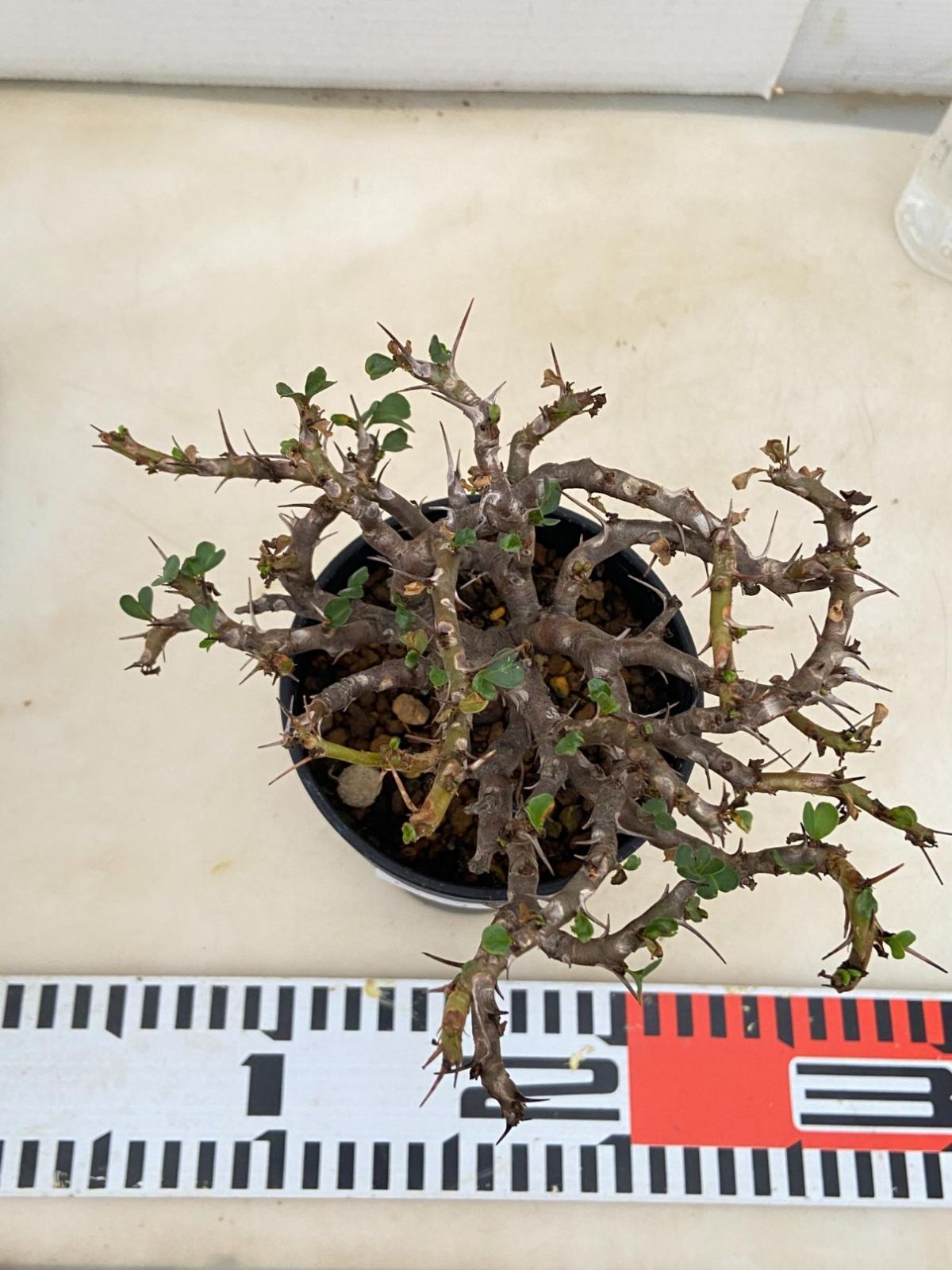 6151 「多肉植物」サルコカウロン バンデリエティアエ 植え【発根開始・Sarcocaulon vanderietiae・塊根植物】 - メルカリ