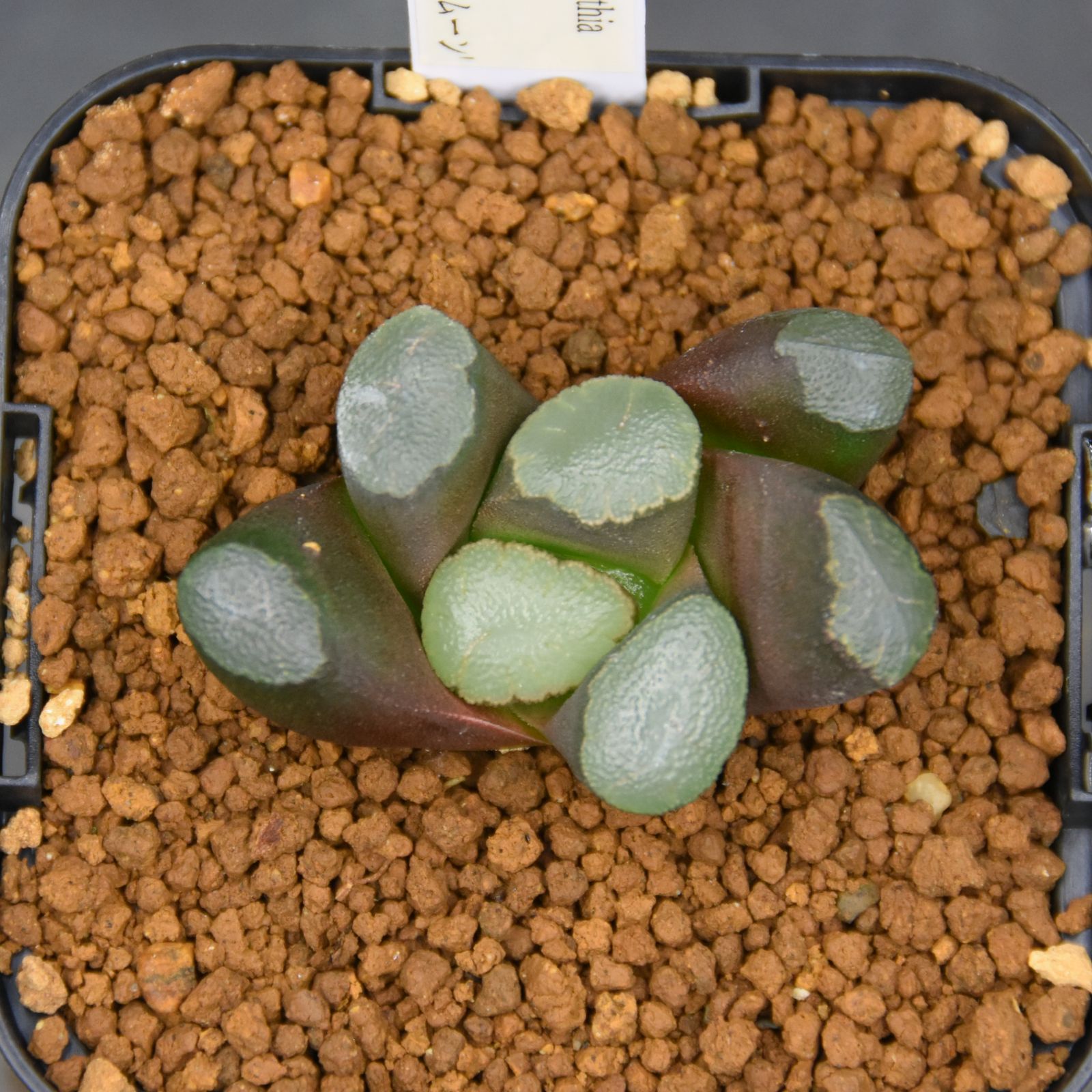 ☆☆万象＊レッドムーン錦＊ハオルチア＊錦☆☆ 万象＊レッドムーン錦＊ハオルチア＊錦